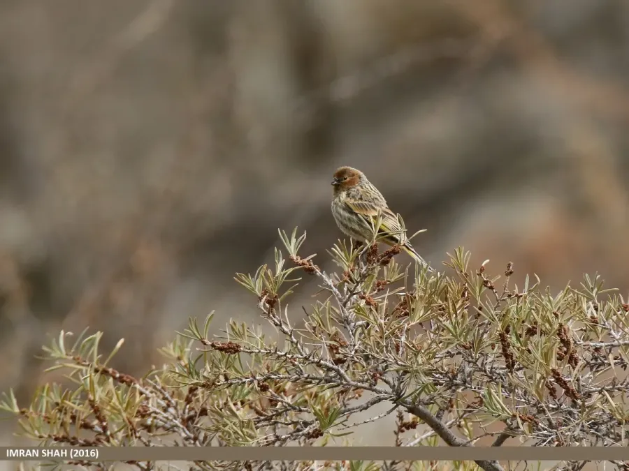 File:Fire-fronted Serin (Serinus pusillus) (31673449441).jpg