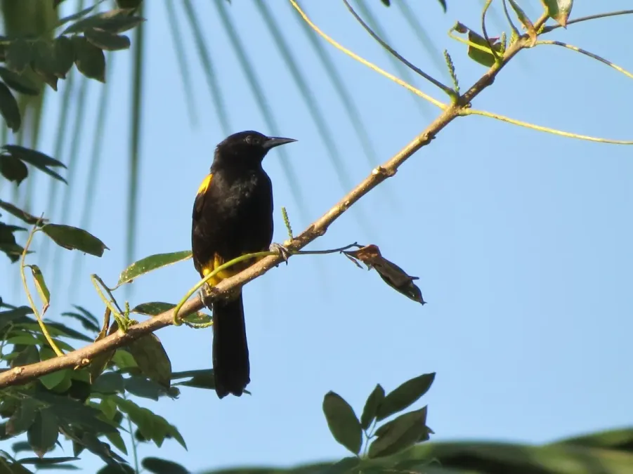 File:Icterus portoricensis imported from iNaturalist photo 6037124 on 4 September 2019.jpg