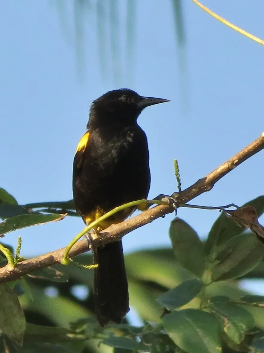 File:Icterus portoricensis imported from iNaturalist photo 6037125 on 4 September 2019.jpg