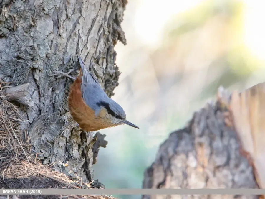 File:Kashmir Nuthatch (Sitta cashmirensis) (48332186726).jpg