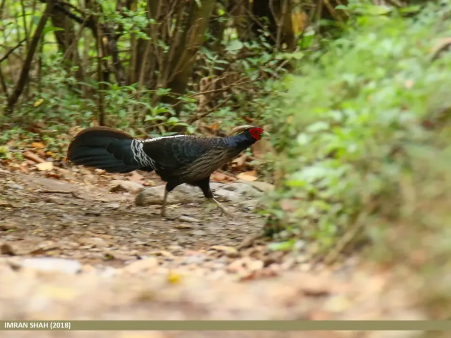 File:Kalij Pheasant (Lophura leucomelanos) (45679487285).jpg