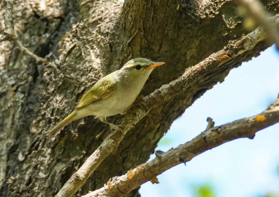 File:Large-billed Leaf Warbler (Phylloscopus magnirostris) (31652799867).jpg