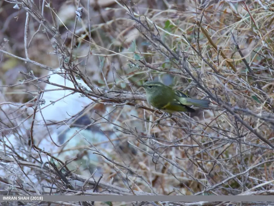 File:Lemon-rumped Warbler (Phylloscopus chloronotus) (44775959520).jpg