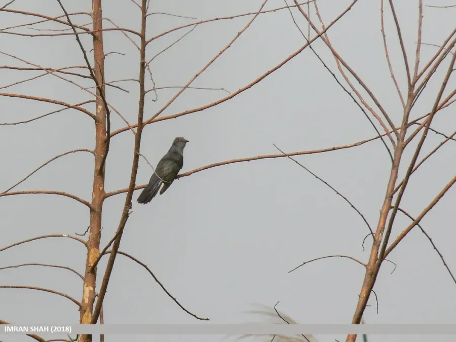 File:Grey-bellied Cuckoo (Cacomantis passerinus) (31638241527).jpg