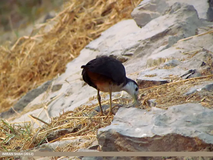 File:White-breasted Waterhen (Amaurornis phoenicurus) (15892280951).jpg