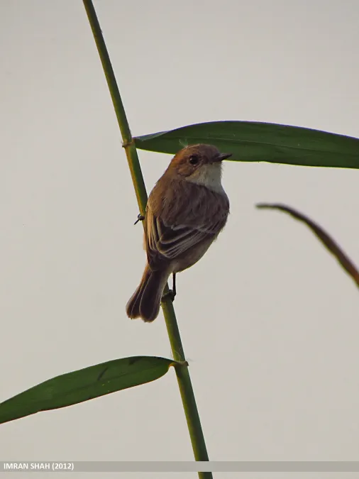 File:White-tailed Stonechat (Saxicola leucurus) (15893578225).jpg