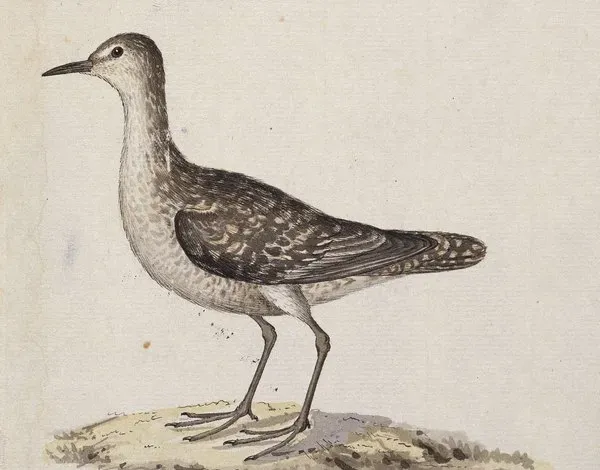 File:Prosobonia cancellata cancellata (cropped).jpg