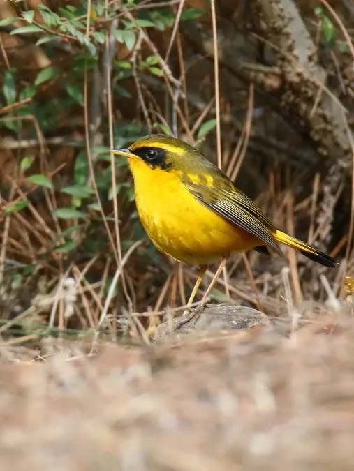 File:Golden Bush-robin (Tarsiger chrysaeus) (42946915155).jpg