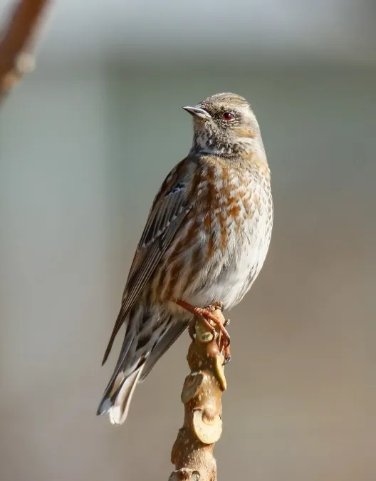 File:Altai Accentor (Prunella himalayana) (42901525014).jpg