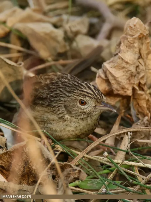 File:Striated Prinia (Prinia crinigera) (43182022341).jpg