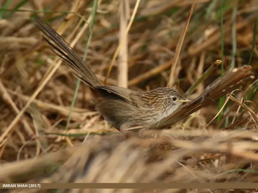 File:Rufous-vented Prinia (Laticilla burnesii) (32405139774).jpg