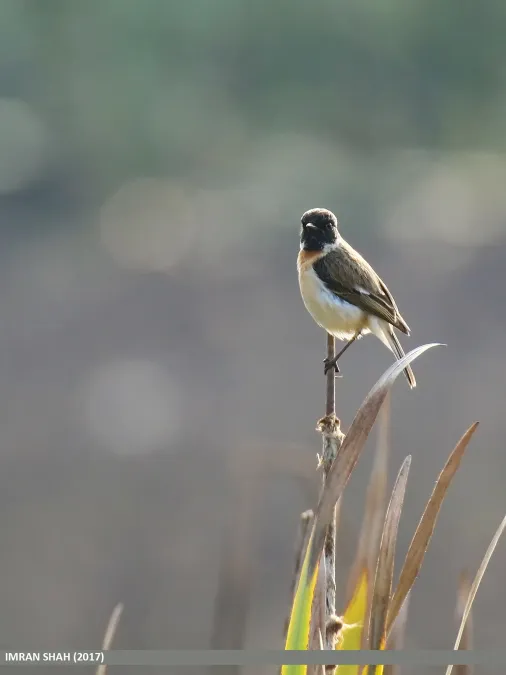 File:White-tailed Stonechat (Saxicola leucurus) (33120636501).jpg