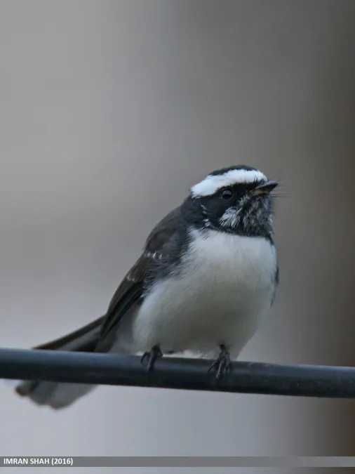 File:White-browed Fantail (Rhipidura aureola) (32411777963).jpg
