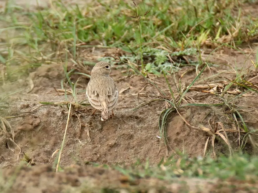 File:Sand Lark (Alaudala raytal) (32843632450).jpg