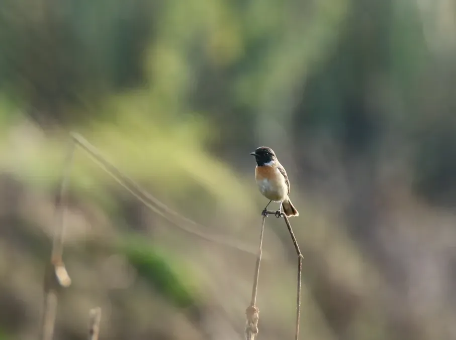 File:White-tailed Stonechat (Saxicola leucurus) (32895496601).jpg