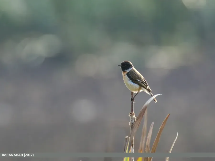 File:White-tailed Stonechat (Saxicola leucurus) (32108865254).jpg