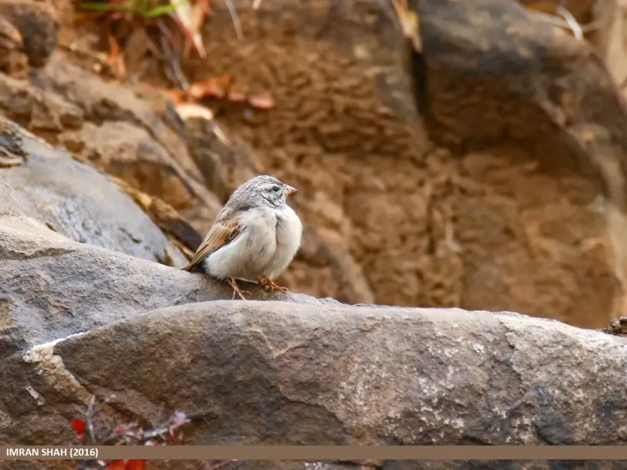 File:Striolated Bunting (Emberiza striolata) (37096900675).jpg