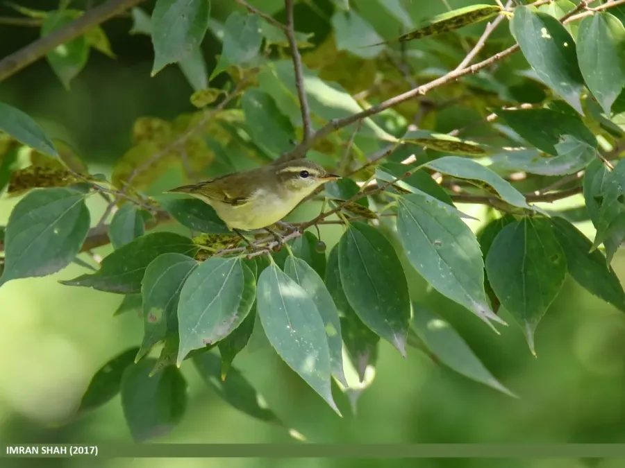 File:Large-billed Leaf Warbler (Phylloscopus magnirostris) (36700519020).jpg