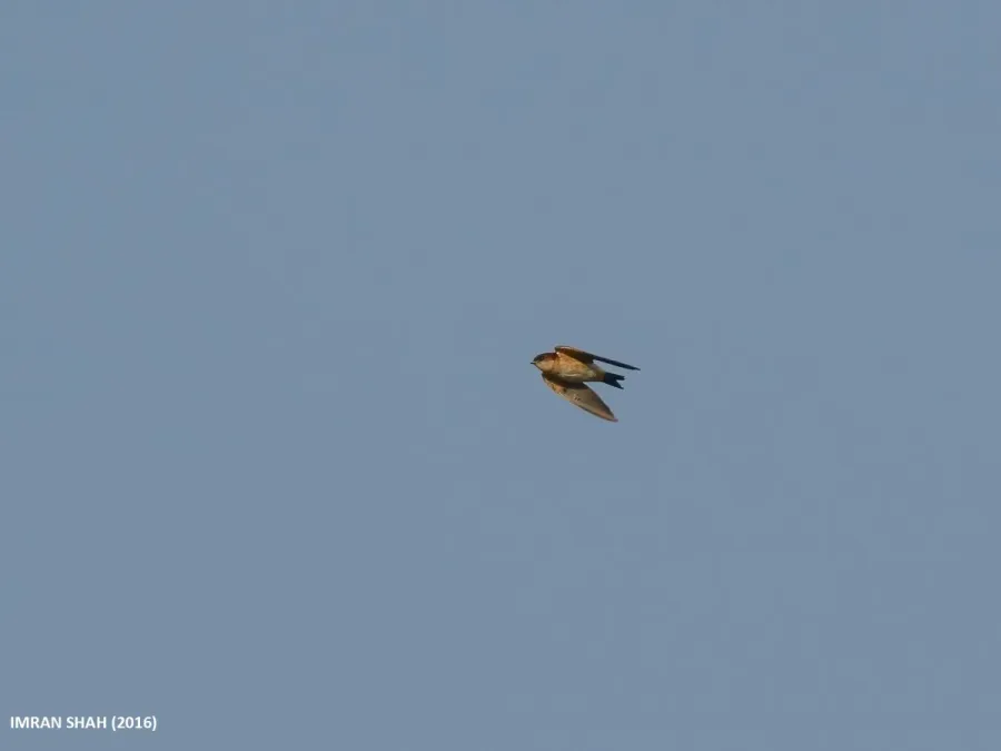 File:Streak-throated Swallow (Petrochelidon fluvicola) (34089383694).jpg