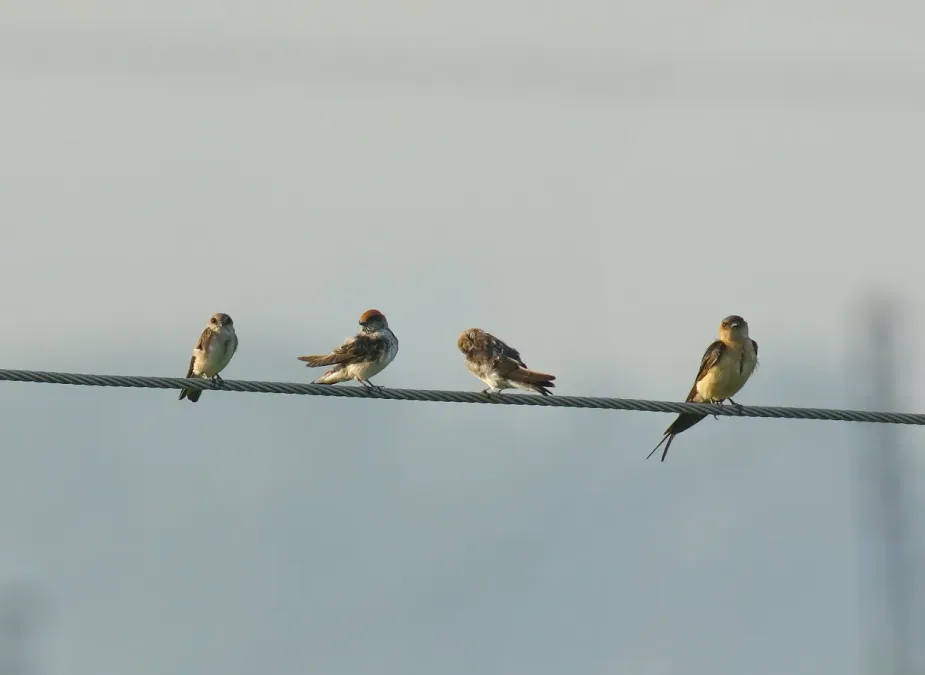 File:Pale Martin (Riparia diluta) & Wire-tailed Swallow (Hirundo smithii) (36927434183).jpg
