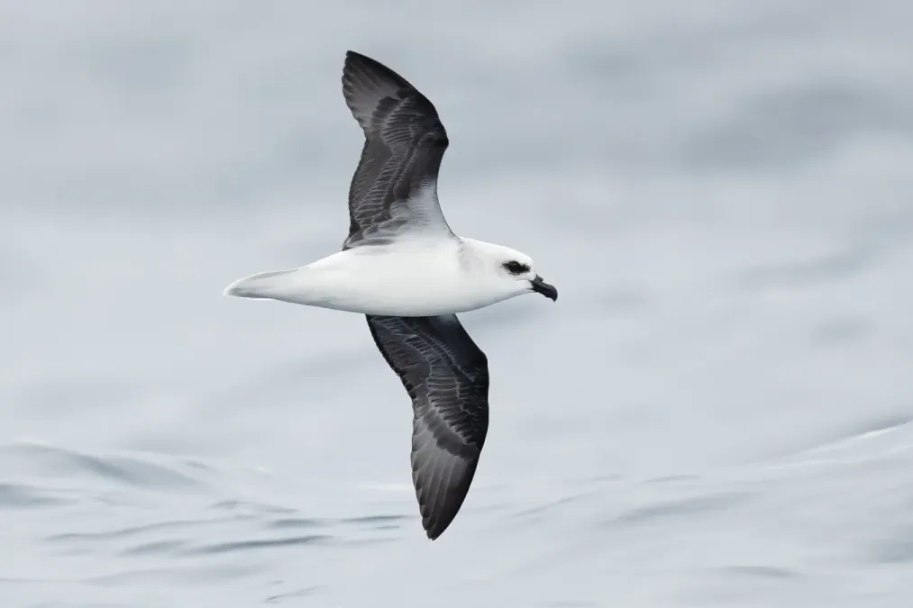 File:File-Pterodroma lessonii in flight 2 - SE Tasmania 2019.jpg