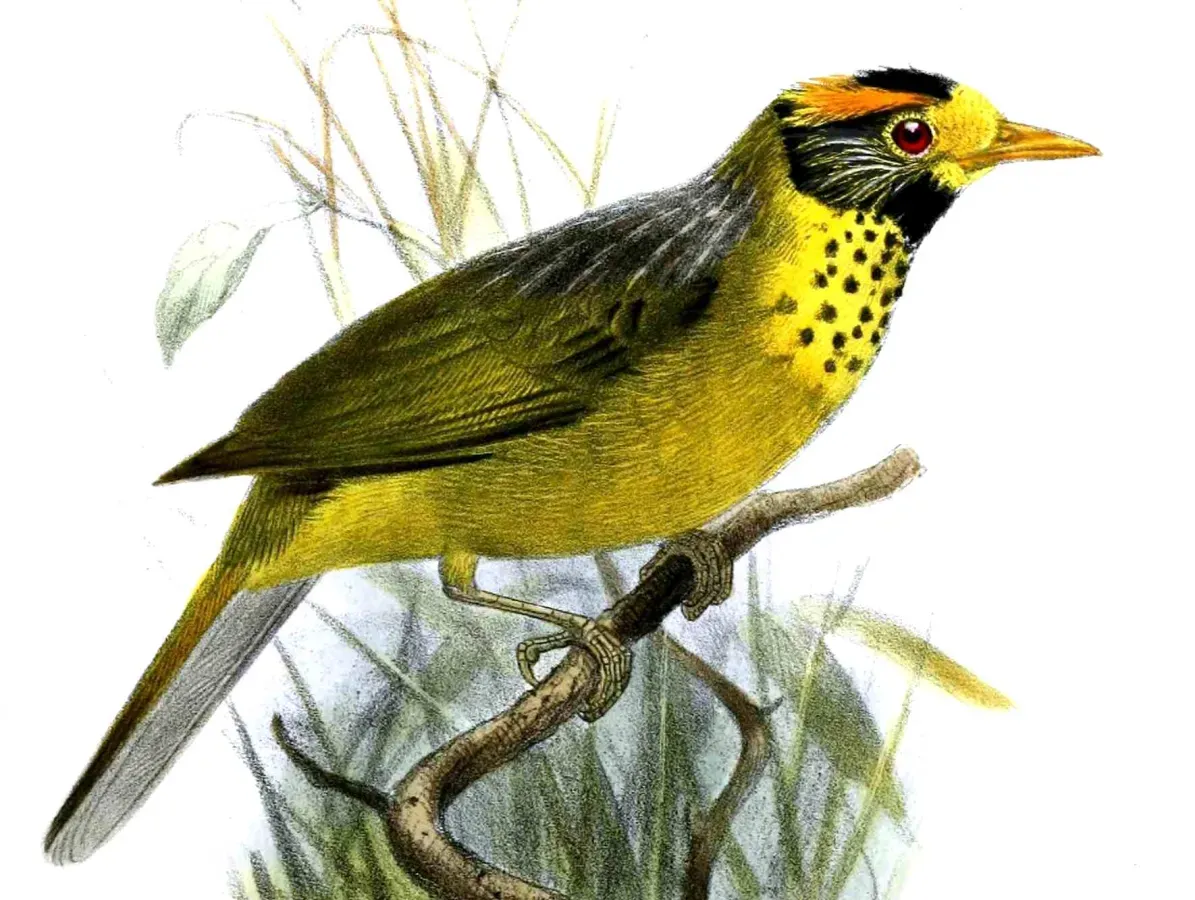 File:DasycrotaphaSpeciosaSmit (cropped).jpg