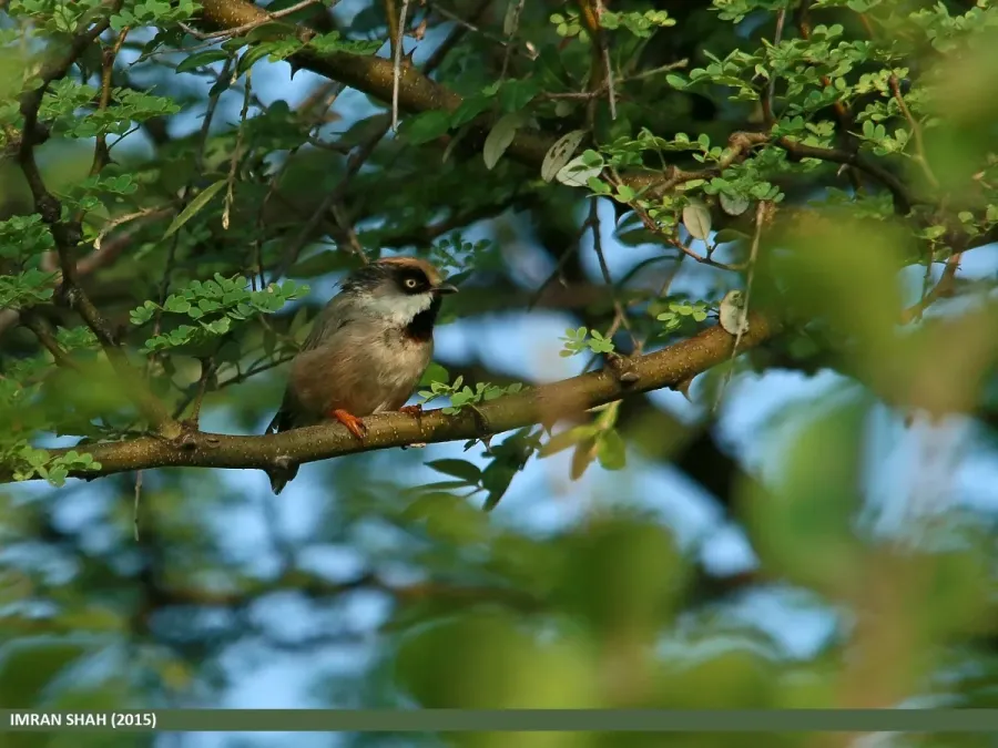 File:White-cheeked Bushtit (Aegithalos leucogenys) (20684819145).jpg