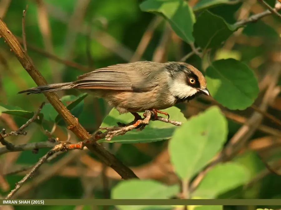 File:White-cheeked Bushtit (Aegithalos leucogenys) (20551598472).jpg