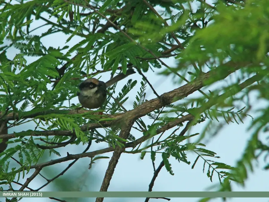 File:White-cheeked Bushtit (Aegithalos leucogenys) (20675616212).jpg