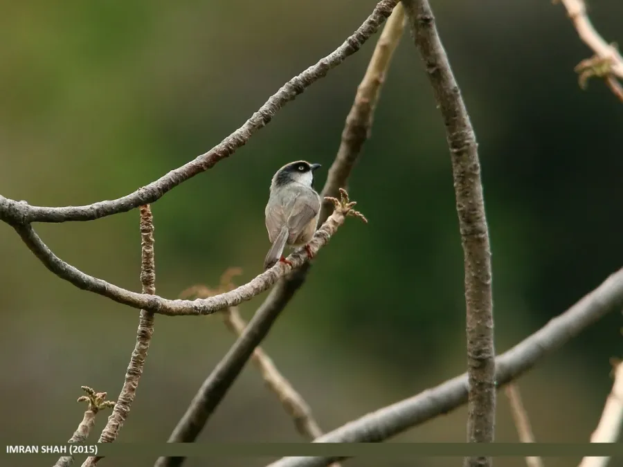 File:White-cheeked Bushtit (Aegithalos leucogenys) (21902211044).jpg
