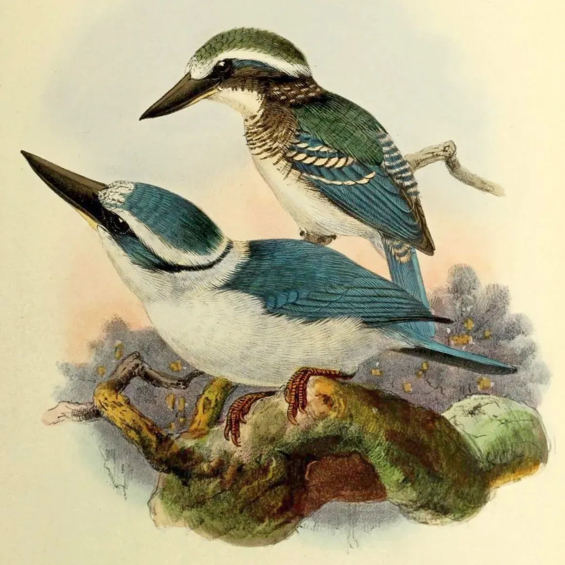 File:Todiramphus tutus by John Gerrard Keulemans 2.jpg