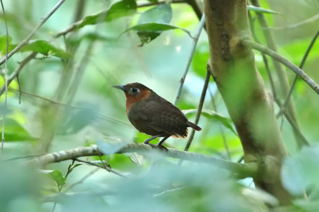 File:Cyphorhinus phaeocephalus imported from iNaturalist photo 32401107 on 9 September 2019.jpg