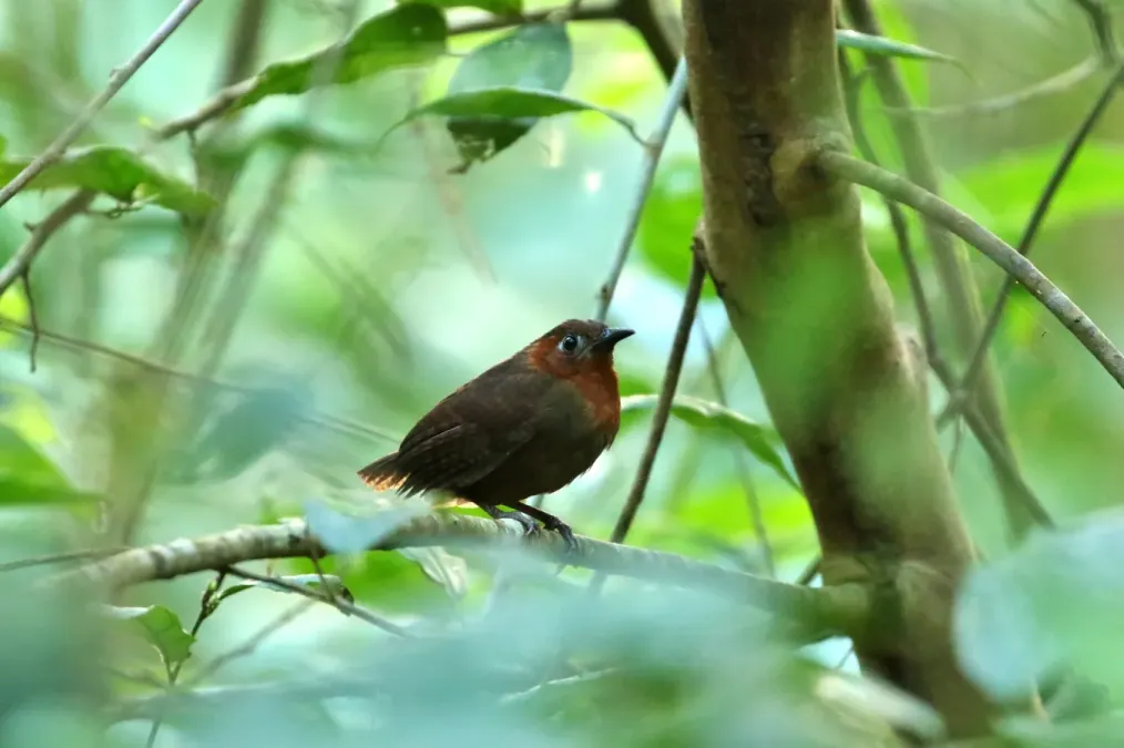 File:Cyphorhinus phaeocephalus imported from iNaturalist photo 32401096 on 9 September 2019.jpg