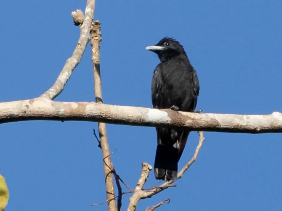File:Querula purpurata - Purple-throated Fruitcrow (female); Parauapebas, Pará, Brazil.jpg