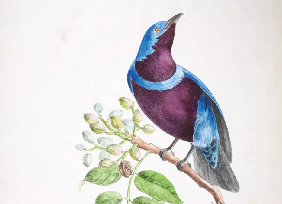 File:Oiseaux brillans du Brésil Planche 18 (Cotinga maculata) (cropped).jpg