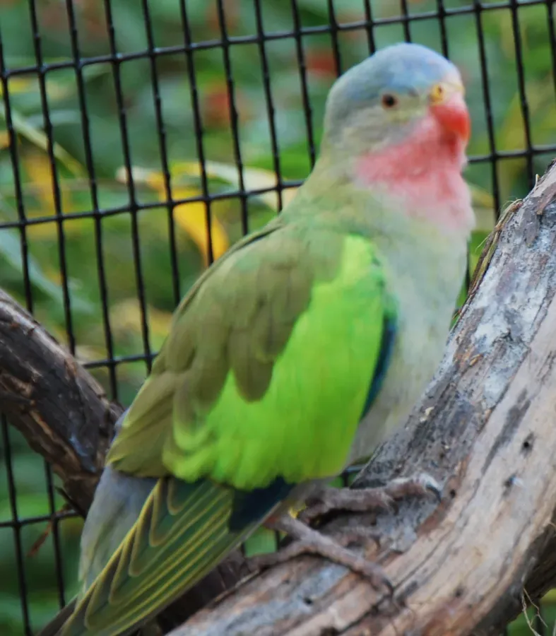 File:Polytelis alexandrae -Cincinnati Zoo-6a.jpg