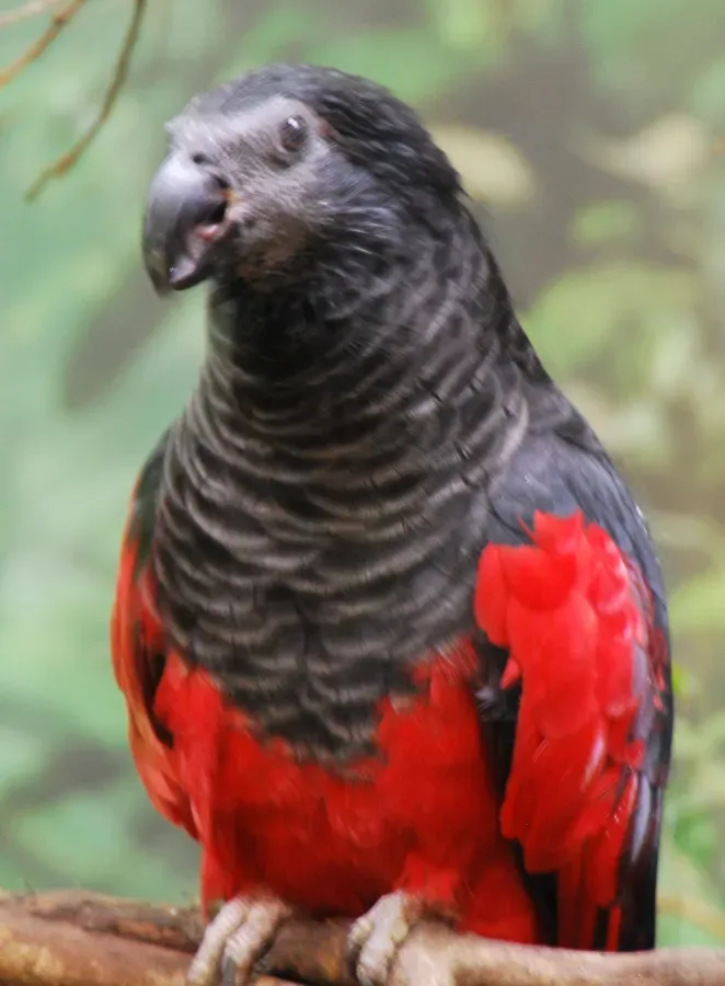File:Psittrichas fulgidus -Cincinnati Zoo-4a.jpg