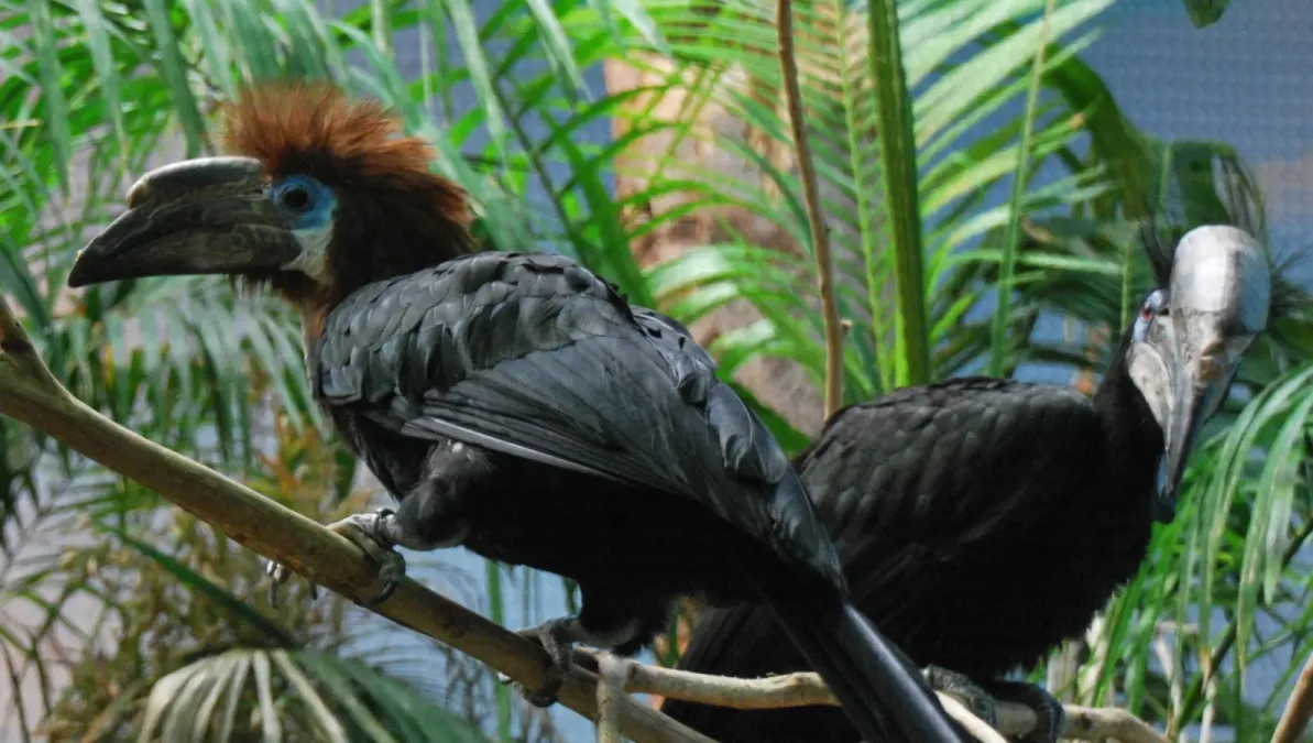 File:Ceratogymna atrata -Cincinnati Zoo -pair-8a.jpg