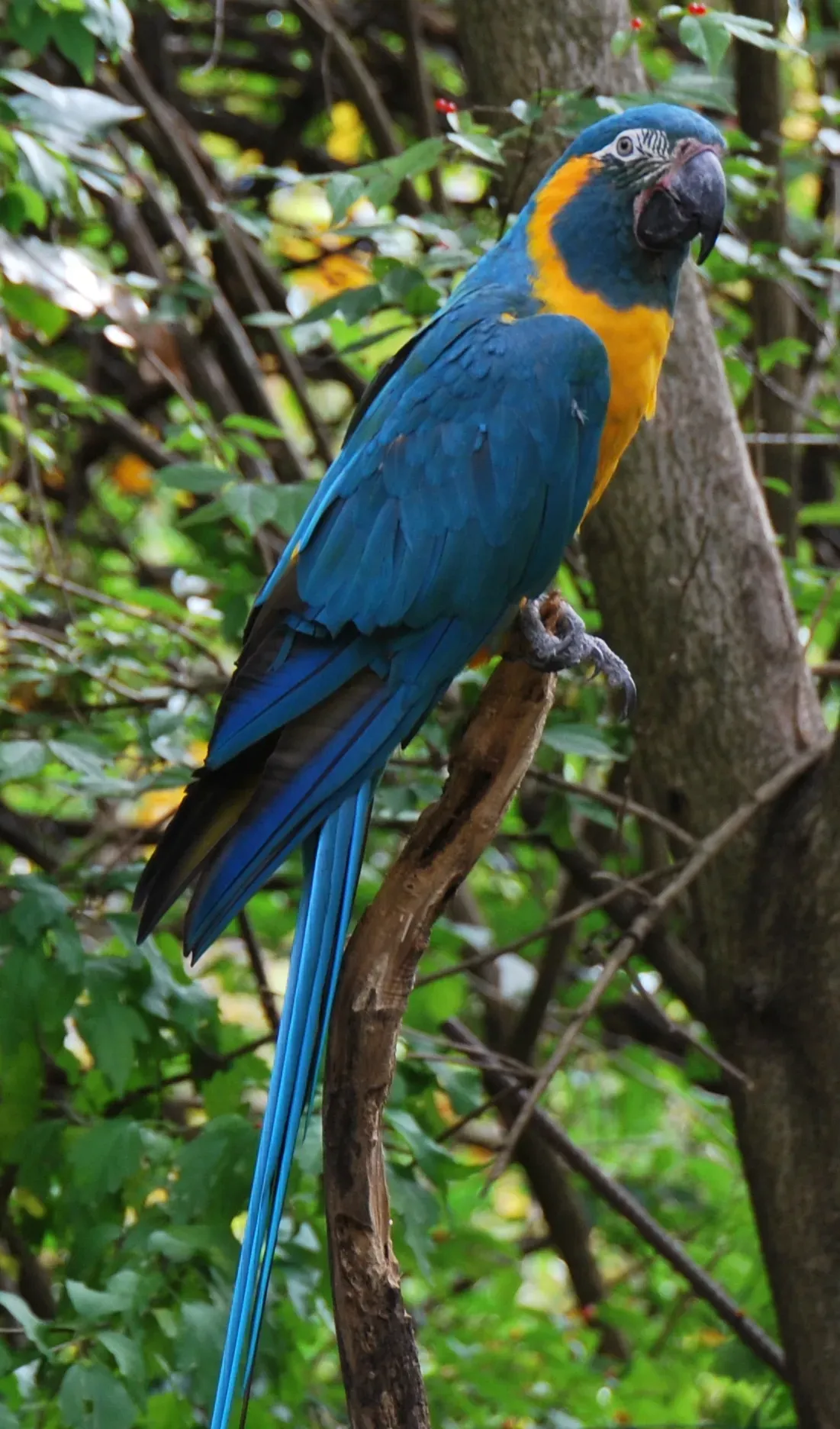 File:Ara glaucogularis -Cincinnati Zoo-8a.jpg