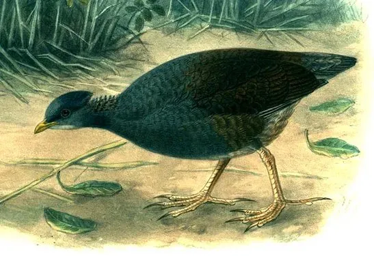File:MegapodiusPritchardiiBuller (cropped).jpg