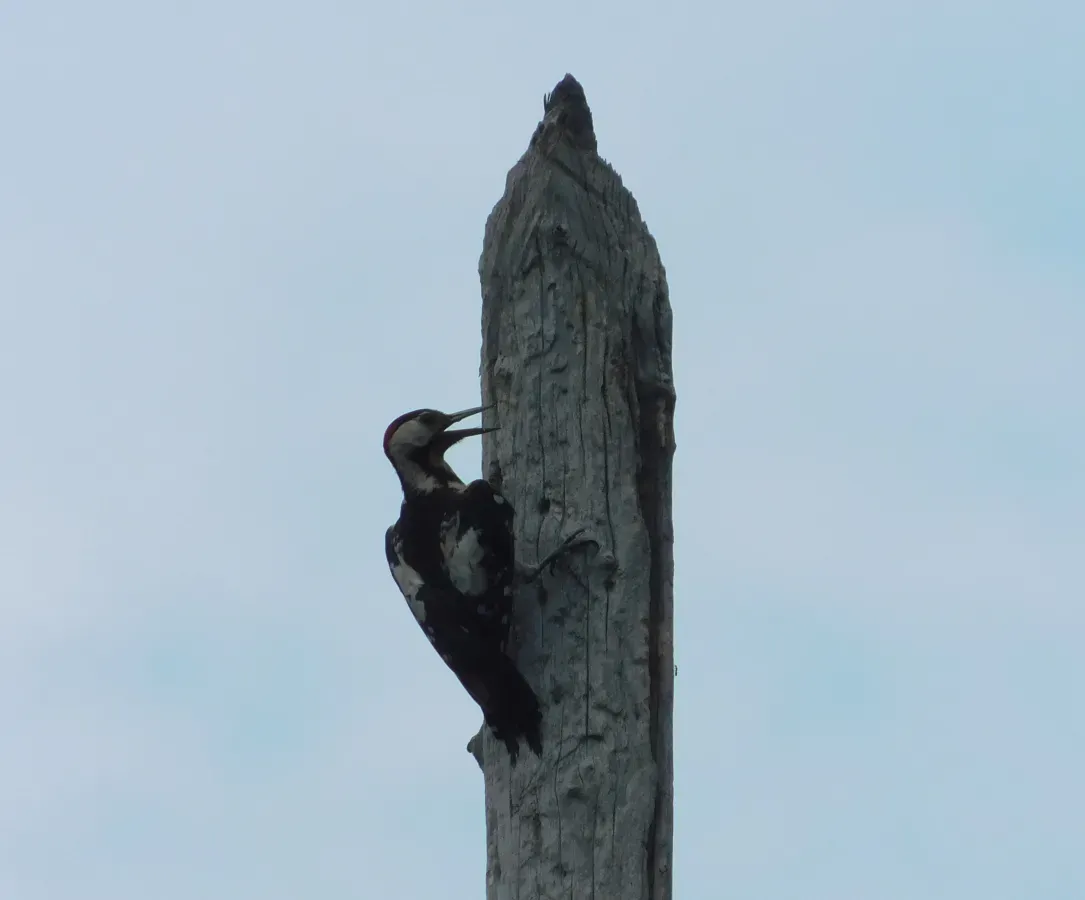 File:Seoski detlić mužjak (Dendrocopos syriacus) Syrian Woodpecker male.jpg