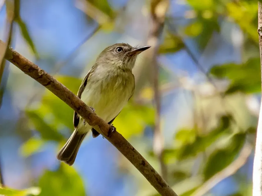 File:Hemitriccus minimus - Zimmer's Tody-Tyrant, Carajas National Forest, Pará, Brazil.jpg