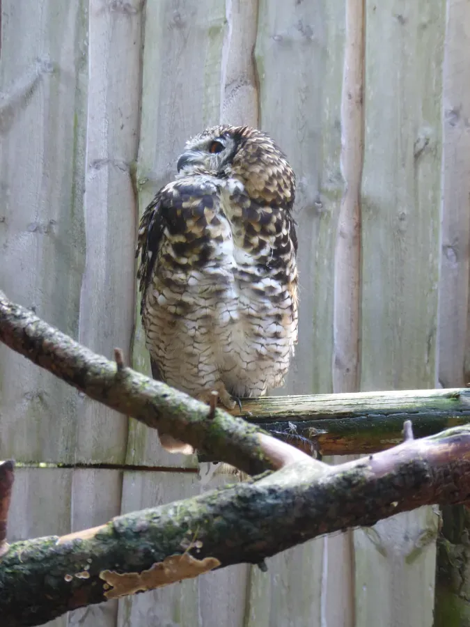 File:Bubo capensis Tallinn Zoo 02.jpg