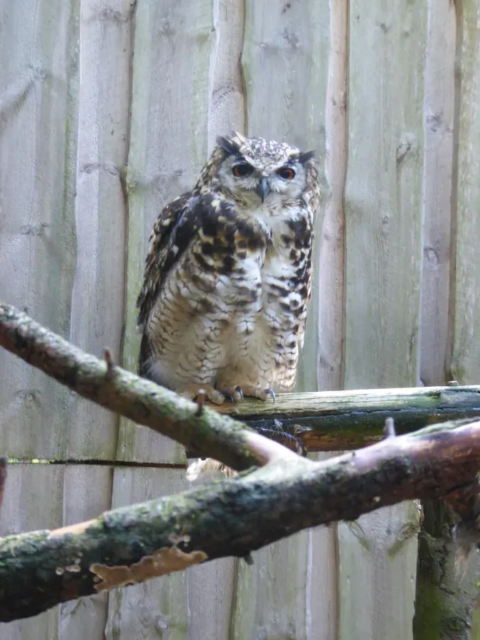 File:Bubo capensis Tallinn Zoo 01.jpg