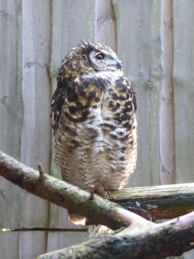 File:Bubo capensis Tallinn Zoo 03.jpg