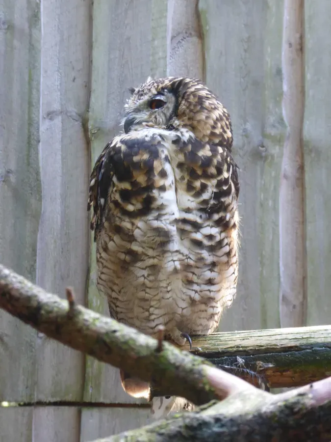 File:Bubo capensis Tallinn Zoo 04.jpg