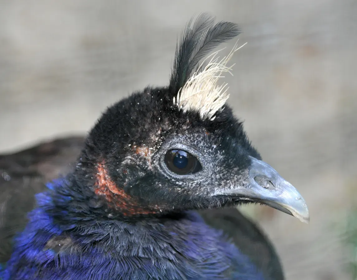 File:Afropavo congensis qtl3.jpg