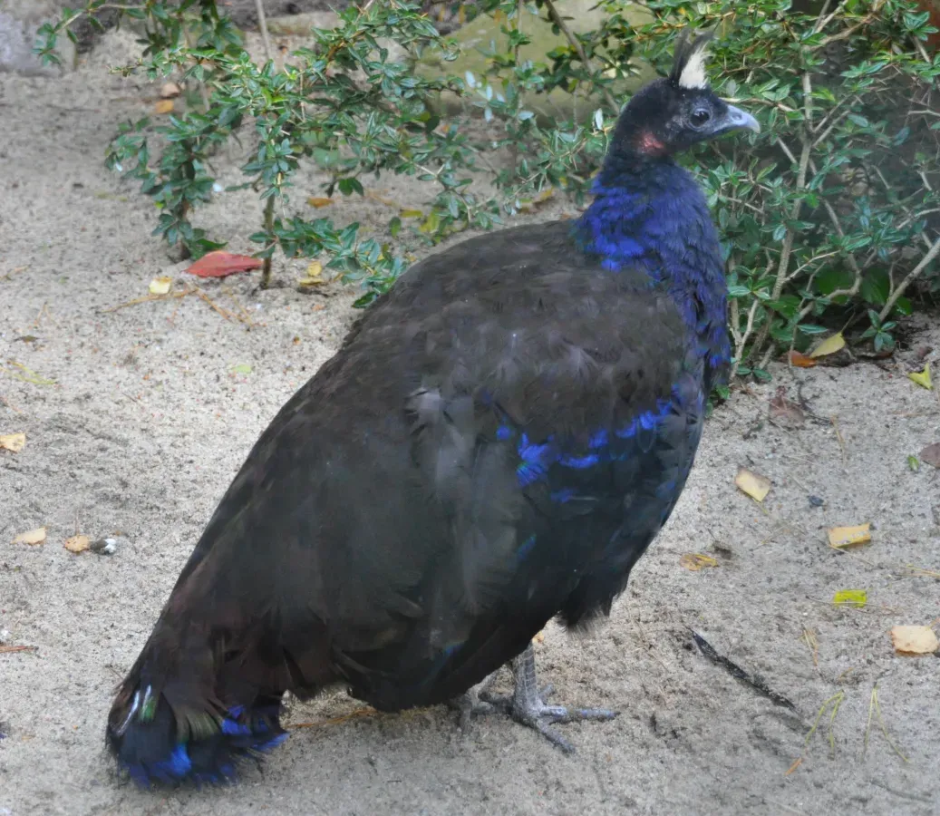 File:Afropavo congensis qtl2.jpg