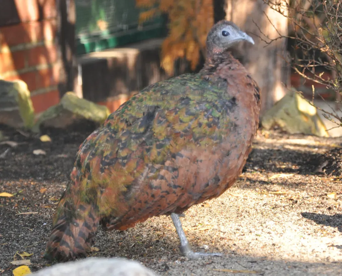 File:Afropavo congensis qtl1.jpg