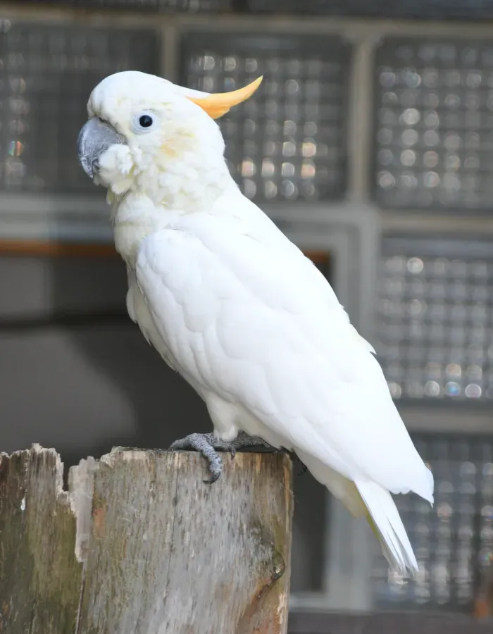 File:Cacatua sulphurea citrinocristata qtl1.jpg